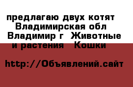 предлагаю двух котят - Владимирская обл., Владимир г. Животные и растения » Кошки   